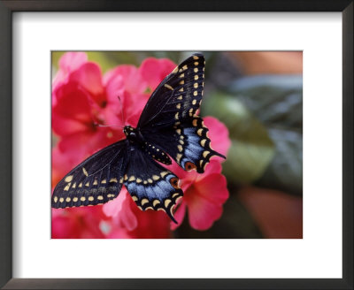 Black Admiral Moth On Flowers by Tony Ruta Pricing Limited Edition Print image