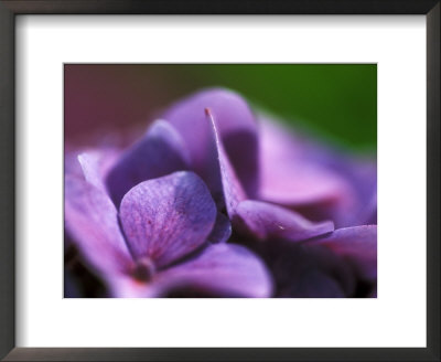 Hydrangea Macrophylla (Bouquet Rose), Close-Up by Ruth Brown Pricing Limited Edition Print image