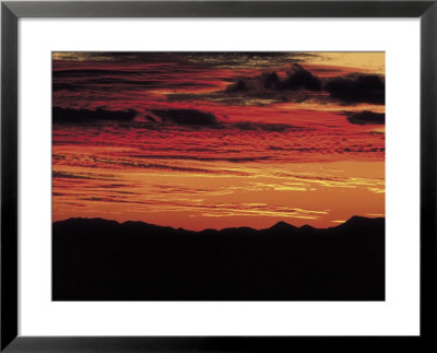 Sonoran Desert, Near Tucson, Arizona by Elizabeth Delaney Pricing Limited Edition Print image