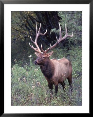 Elk, Western Mt by John Luke Pricing Limited Edition Print image
