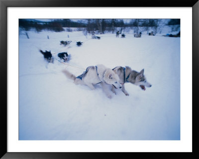 Dog Sled, Karasjok Finn, Norway by Dan Gair Pricing Limited Edition Print image