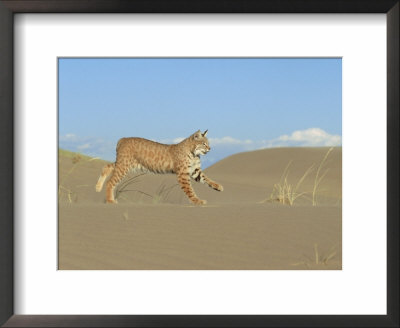 Bobcat, Felis Rufus Running Across Sand Dunes Idaho by Alan And Sandy Carey Pricing Limited Edition Print image