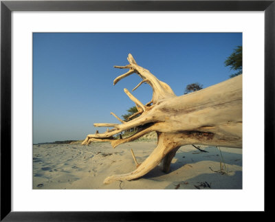 Driftwood On Sand Beach by Norbert Rosing Pricing Limited Edition Print image