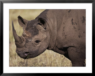 A Close View Of A Rhinoceros by Jodi Cobb Pricing Limited Edition Print image