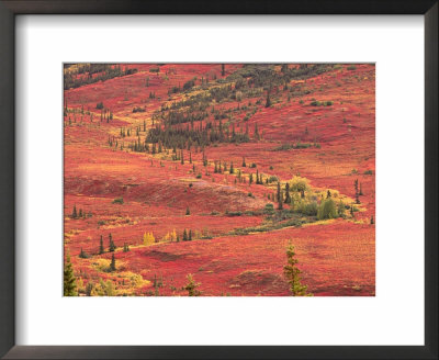 Tundra Of Denali National Park, Dwarf Willow And Bear Berry, Alaska, Usa by Charles Sleicher Pricing Limited Edition Print image