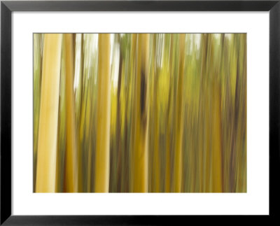 Panned View Of A Forest In Autumn Colors by Raul Touzon Pricing Limited Edition Print image