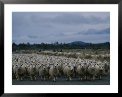 In New Zealand, Sheep Are Kings Of The Road by Annie Griffiths Belt Pricing Limited Edition Print image
