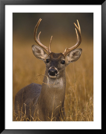 Whitetail Buck In High Grass by Robert Franz Pricing Limited Edition Print image