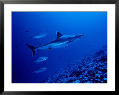 Silvertip Shark, With Caranx, Polynesia by Gerard Soury Pricing Limited Edition Print image