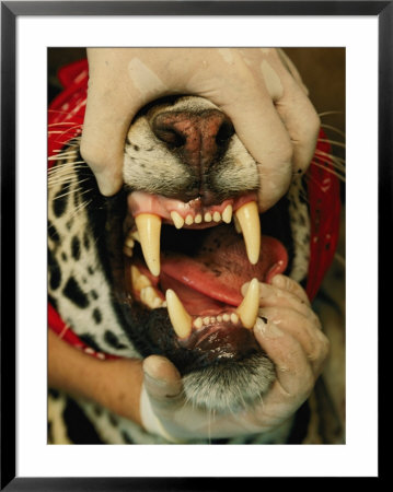 A Researcher Opens The Mouth Of A Tranquilized Jaguar by Steve Winter Pricing Limited Edition Print image
