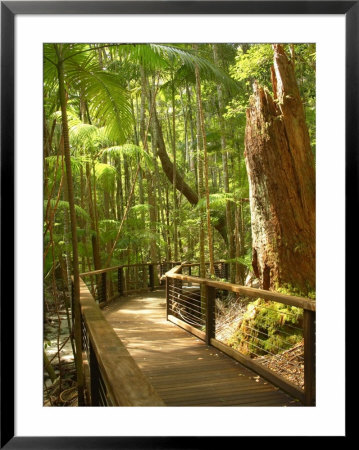 Boardwalk By Wanggoolba Creek, Fraser Island, Queensland, Australia by David Wall Pricing Limited Edition Print image