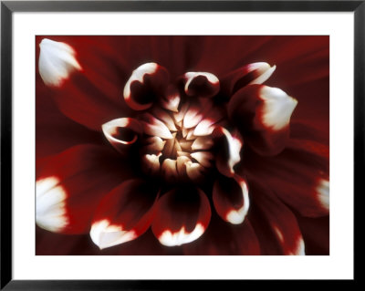Dahlia, Duet (August), Close-Up Of Red & White Flower by Ruth Brown Pricing Limited Edition Print image