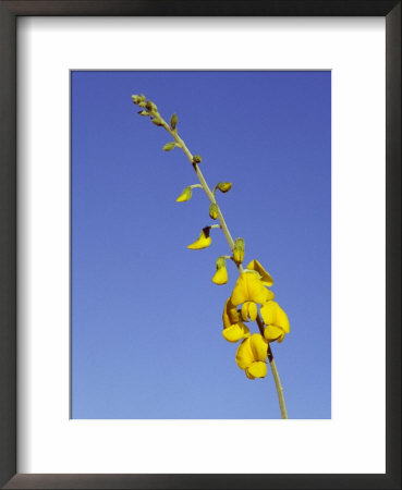 New-Holland Rattlepod, Crotalaria Novae-Hollandiae, Desert Flower, Australia by Jason Edwards Pricing Limited Edition Print image