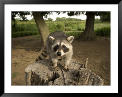 Raccoon At A Wildlife Rescue Member's Home In Eastern Nebraska by Joel Sartore Pricing Limited Edition Print image