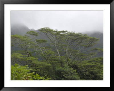 Rainforest In Honolulu, Hawaii by Stacy Gold Pricing Limited Edition Print image