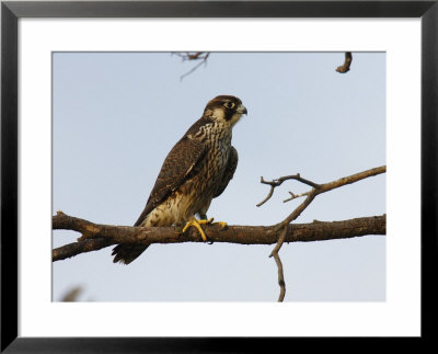 Peregrine Falcon Perches In A Tree, Bombay Hook, Delaware by George Grall Pricing Limited Edition Print image