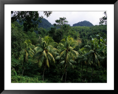 Forest Scene In Jamaica by Stacy Gold Pricing Limited Edition Print image