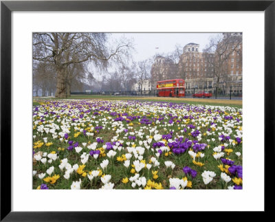 Crocus Flowering In Spring In Hyde Park, Bus On Park Lane In The Background, London, England, Uk by Mark Mawson Pricing Limited Edition Print image