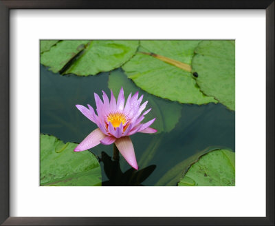 Waterlily, Botanical Gardens, Mauritius by Fraser Hall Pricing Limited Edition Print image