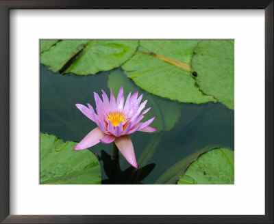 Waterlily, Botanical Gardens, Mauritius by Fraser Hall Pricing Limited Edition Print image