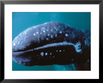 Grey Whale, Portrait Of Juvenile, Baja California, Pacific Ocean by Gerard Soury Pricing Limited Edition Print image