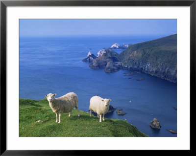 Sheep, Hermaness Nature Reserve, Hermaness, Scotland, United Kingdom by Patrick Dieudonne Pricing Limited Edition Print image