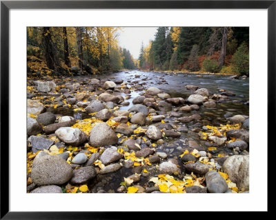 Nason Creek With Autumn Leaves, Wenatchee National Forest, Washington, Usa by Jamie & Judy Wild Pricing Limited Edition Print image