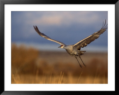 Sandhill Crane Flying At Bosque Del Apache, New Mexico, Usa by Diane Johnson Pricing Limited Edition Print image