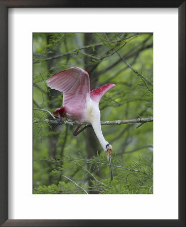 Roseate Spoonbill Stretches To Break Off Branch For Nesting Material, Lake Martin, Louisiana, Usa by Arthur Morris Pricing Limited Edition Print image