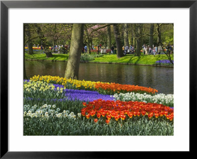 Tulips And Daffodils In Bloom In Keukenhof Gardens, Amsterdam, Netherlands by Keren Su Pricing Limited Edition Print image