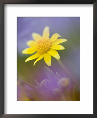 Yellow Wildflower Among Purple Flowers by Ellen Anon Pricing Limited Edition Print image