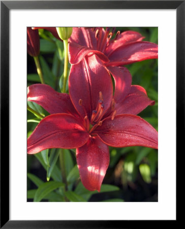 Lilium (Monte Negro), Close-Up Of Red Lily Flower Head by Mark Bolton Pricing Limited Edition Print image