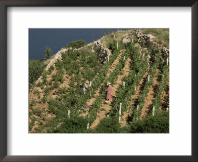 Vineyard, Dalmatian Coast, Croatia by Charles Bowman Pricing Limited Edition Print image
