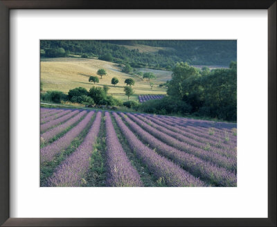 Lavender Field Near Ferrassieres, Drome, Rhone Alpes, France by Michael Busselle Pricing Limited Edition Print image