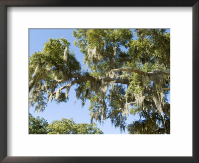 Spanish Moss In Tree, Bayou Le Batre, Alabama, Usa by Ethel Davies Pricing Limited Edition Print image