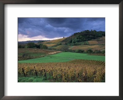 Vineyards Near Chateau Chalon, Jura, Franche Comte, France by Michael Busselle Pricing Limited Edition Print image
