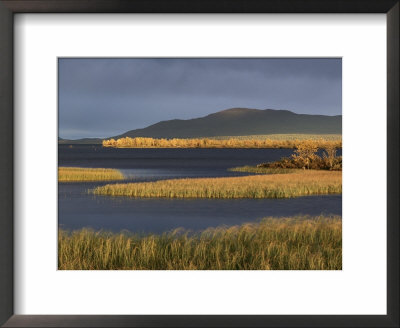Autumn Colours, Laponia, Unesco World Heritage Site, Lappland, Sweden, Scandinavia by Gavin Hellier Pricing Limited Edition Print image