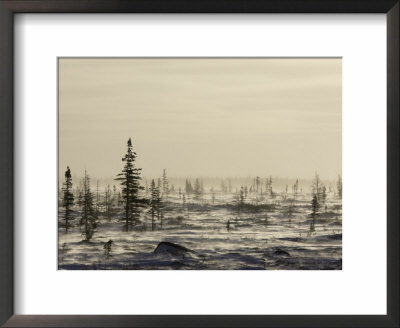 Snow Storm, Blizzard, Churchill, Hudson Bay, Manitoba, Canada by Thorsten Milse Pricing Limited Edition Print image