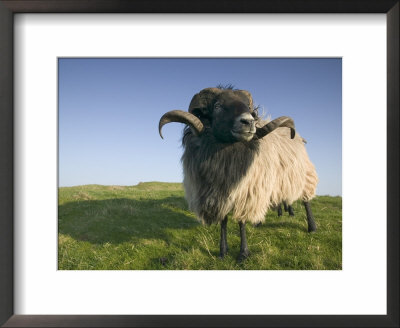 Domestic Sheep, Heligoland, Germany by Thorsten Milse Pricing Limited Edition Print image