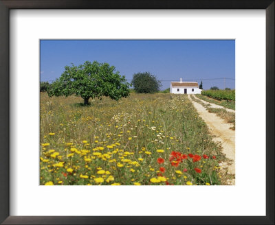 Wild Flowers Near Tavira, Algarve, Portugal by John Miller Pricing Limited Edition Print image