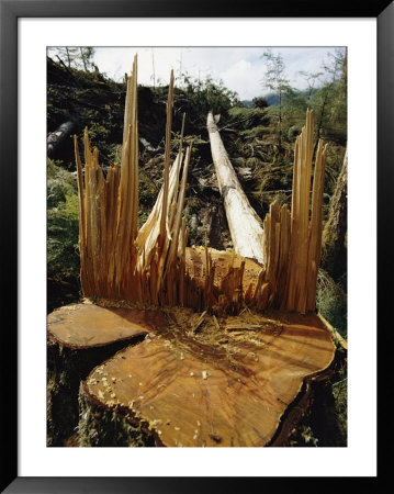 Tree Stump by Steve Raymer Pricing Limited Edition Print image
