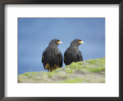 A Pair Of Striated Caracara, Sea Lion Island, Falkland Islands, South Atlantic by Marco Simoni Pricing Limited Edition Print image