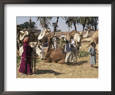 Camel Market, Darwa, Egypt, North Africa, Africa by Doug Traverso Pricing Limited Edition Print image