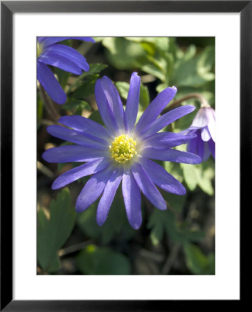 Anemone Blanda (Greek Windflower) by Mark Bolton Pricing Limited Edition Print image