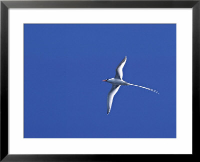 Red-Billed Tropicbird, Galapagos Islands, Ecuador by Charles Sleicher Pricing Limited Edition Print image