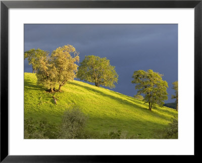 Oak Trees On Hillside Near Roseburg, Oregon, Usa by Chuck Haney Pricing Limited Edition Print image