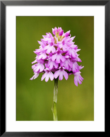 Pyramid Orchid, Close Up Of Spike, Uk by David Clapp Pricing Limited Edition Print image