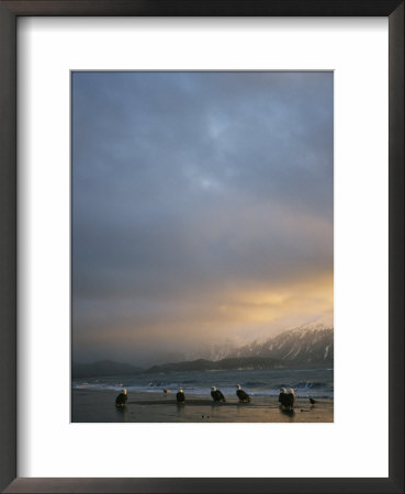 A Group Of American Bald Eagles Stand On The Shoreline by Klaus Nigge Pricing Limited Edition Print image