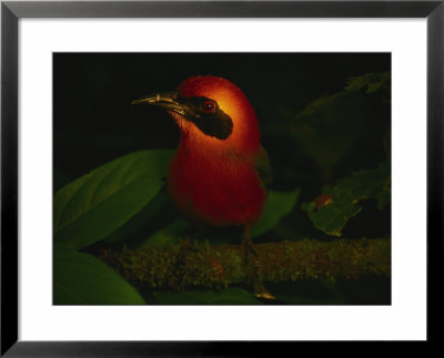 A Broad-Billed Mot Mot Rests On A Tree Branch by Joel Sartore Pricing Limited Edition Print image