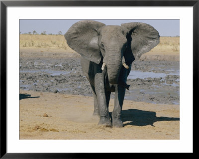An African Elephant Who Has Just Taken A Mud Bath To Protect Himself From Parasites by Beverly Joubert Pricing Limited Edition Print image